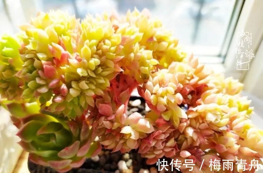 爱上多肉:何须浅碧轻红,自是花中一流!