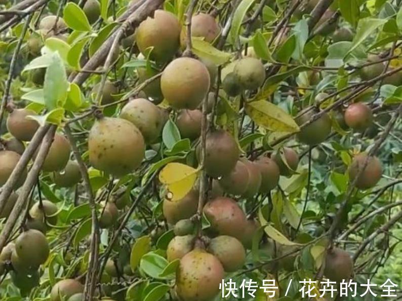 提取|农村果子，可榨油可入药，树叶和花朵都可以吃