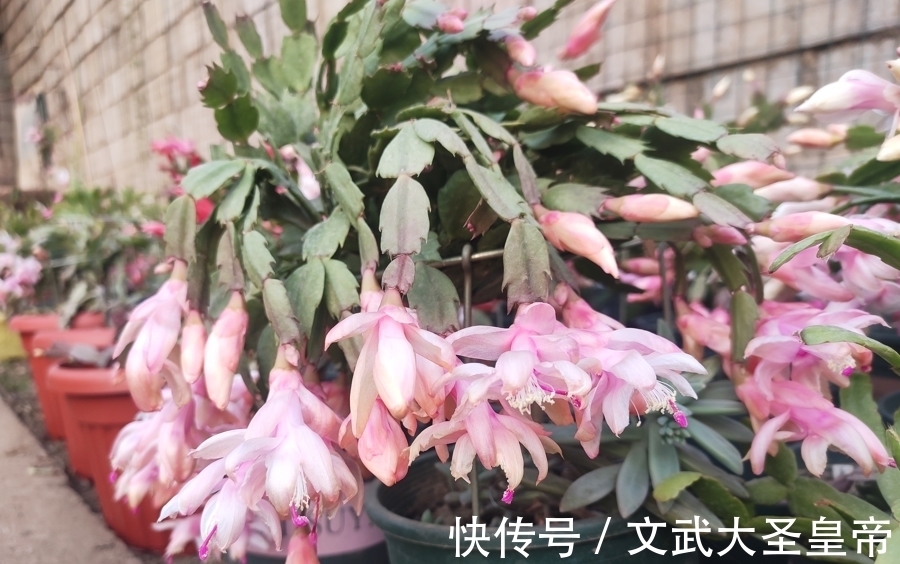 养蟹爪兰|都说蟹爪兰难养,记住蟹爪兰有“8怕”,挨个避开,才能叶厚花多