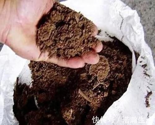 修剪|养花一定要戒掉的坏习惯,不然家里全是空花盆,啥花也养不好