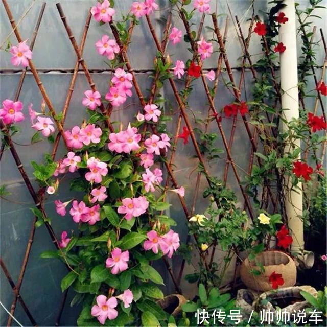飘香藤|最爱晒太阳的8种花,越晒开花越多,阳台养几盆,开花成海
