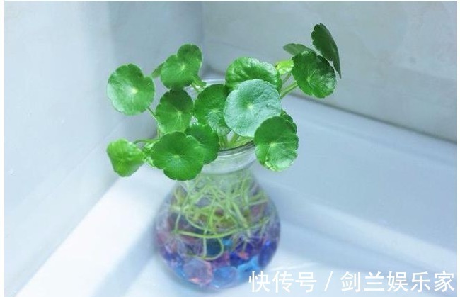 以下5种花最适合扔水里养,丢水里不用管,叶子油亮还照样开花!