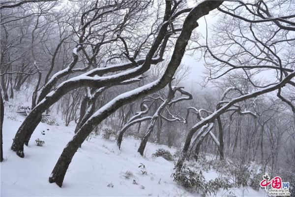 冰雪|大雪过后的黄山，是一个被冰雪包裹的艺术品