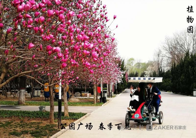 石家庄|待春暖花开我们去赏花吧！石家庄市园林部门公布2021市区赏花地图