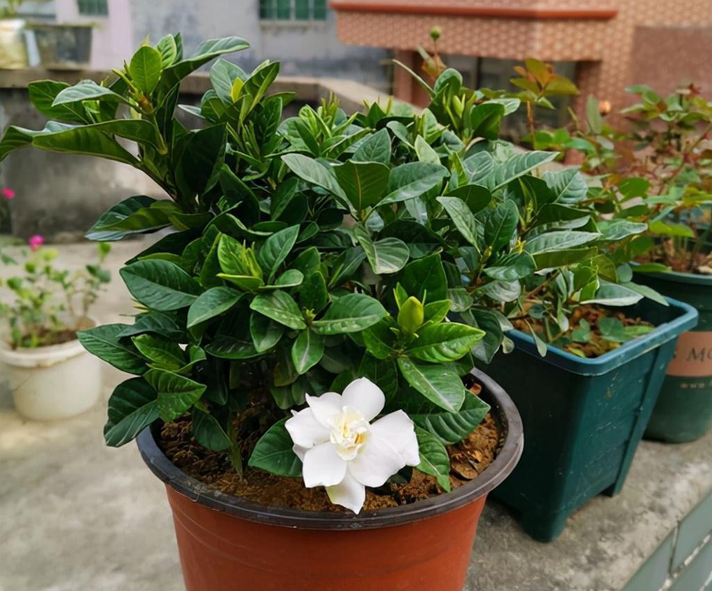 做好这5件事,栀子花在你家也能养好,叶子油绿,开花爆盆