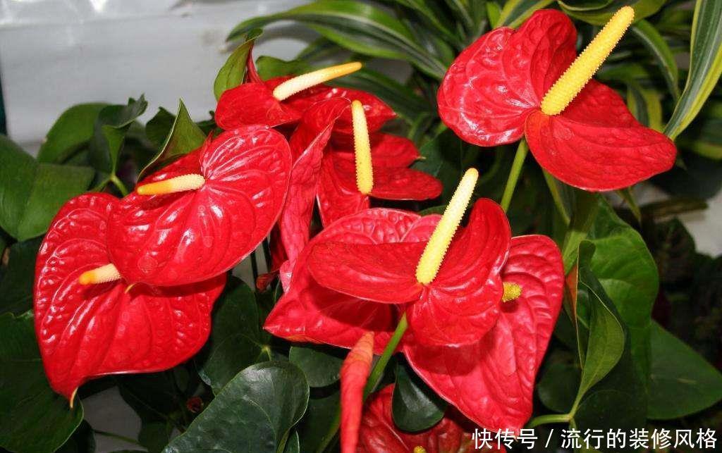 红掌|偶尔让红掌“吃吃醋”也是好事,叶儿大、花儿肥,冬天长得好