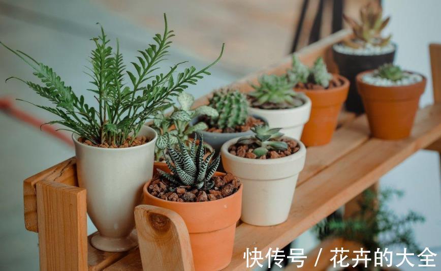 叶子|多肉爱喝2种水,夏季2周喂1次,叶子又肥又美,茎干不徒长