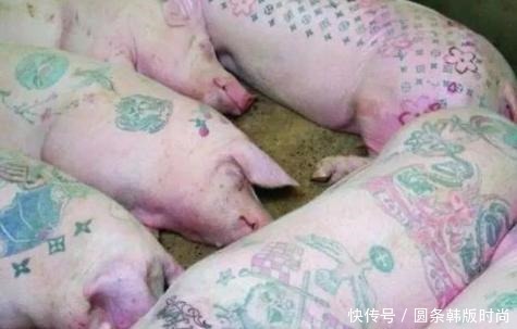 中国|老外在中国养猪,不为吃肉只为猪皮,并称猪皮比黄金还值钱!