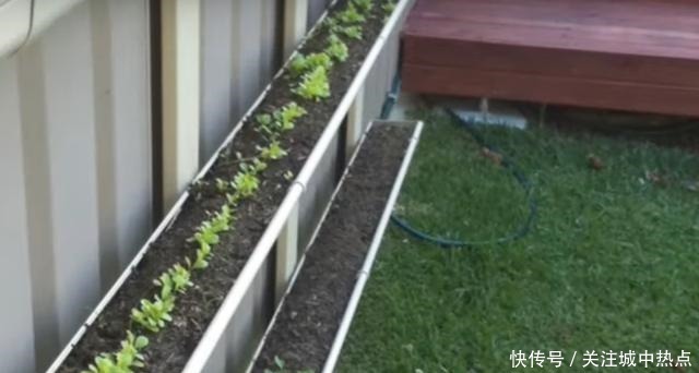 不在院子地上种菜,墙上面积这么大,上下3层种蔬菜再合适不过了!