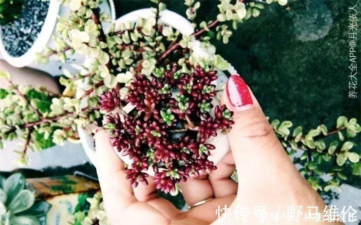 el多肉的花样养法,7种花盆全是自己造的,省钱又好用!