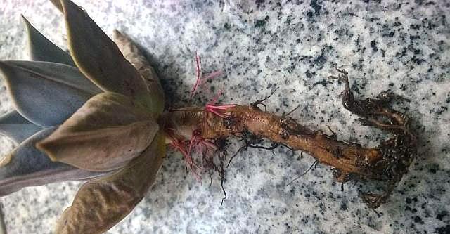 多肉植物换盆以后不生长,几点原因告诉你,很快恢复出状态!