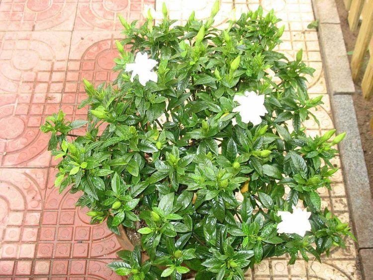 叶子|天冷这样养栀子花,叶子照样油绿,花期绽放芳香迷人的花朵
