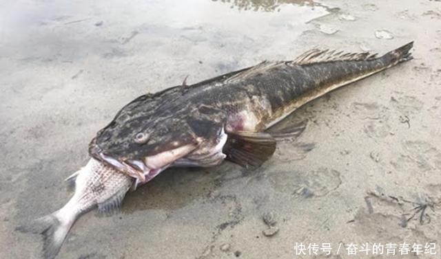 一钱不值|只有潮汕人才懂吃的鱼,在国内一钱不值,到日本摇身一变成高档鱼