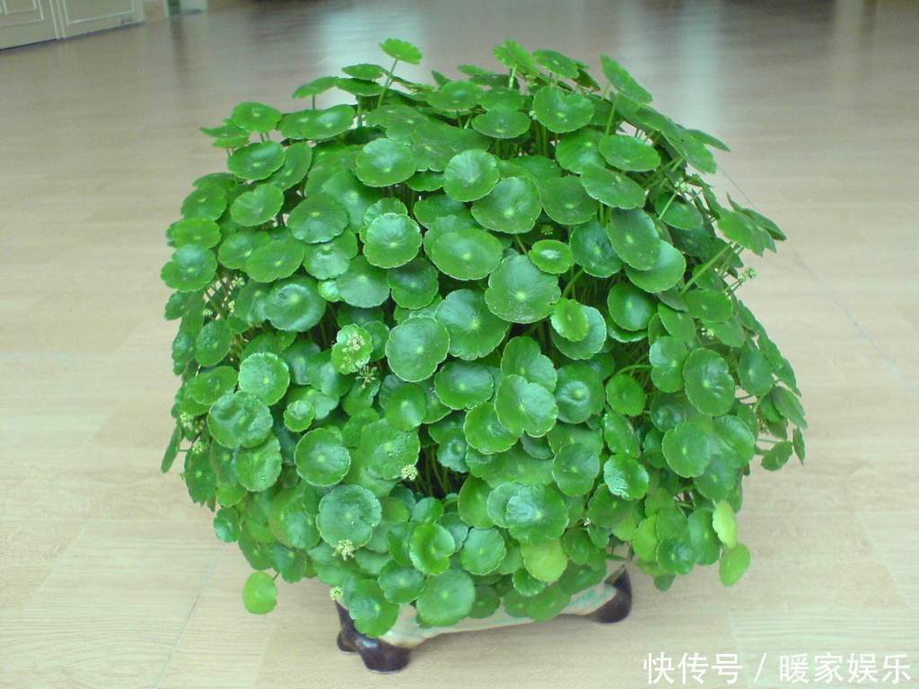 七里香|最适合夏天养的花,水浇够了,满盆开出小白花!