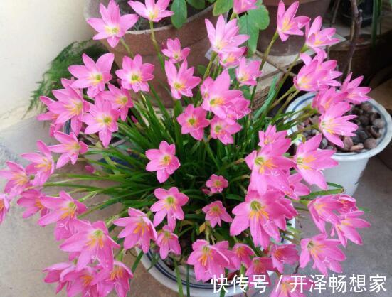 植株|喜欢养护花卉,就养护3种花卉,花色绚丽,花期长,妖娆多姿