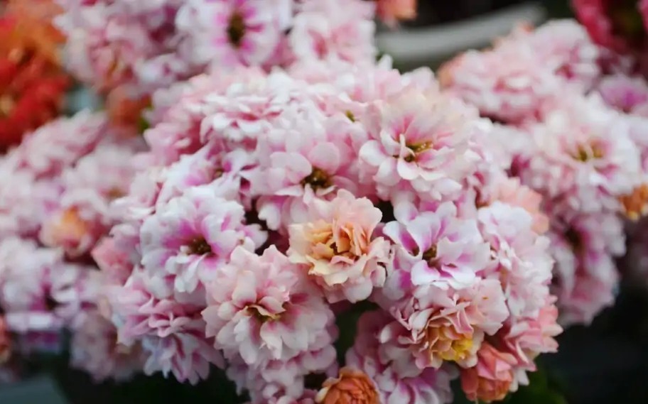 品种|75个长寿花品种,一个比一个美,一起来认识一下吧!