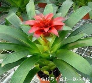 客厅养上3种花，大气上档次，空气清新，观赏性高，试试吧