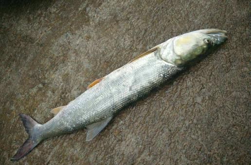 俗称水老虎，淡水养殖的害鱼，能吃掉水中所有鱼，一条能卖上千元