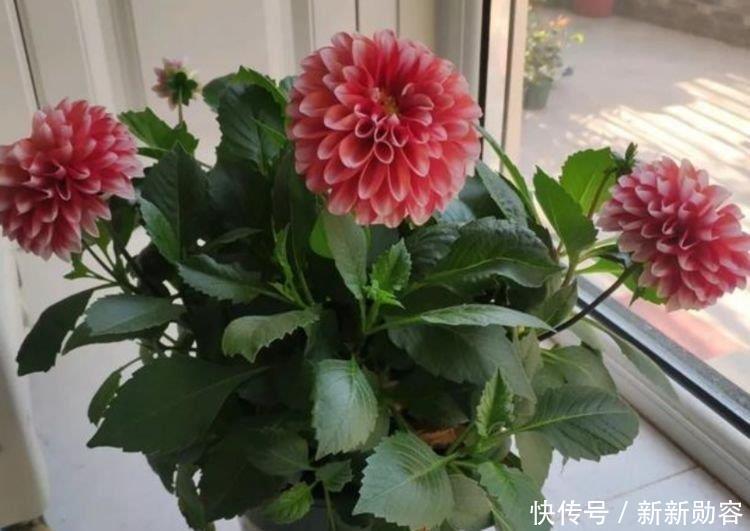 此款花卉便宜又好养,丢到阳台,开完一茬又一茬,轻松爆成大花球