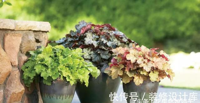 4款秋天栽培的花卉，大家都了解吗？秋天到了，赶紧在家里养几盆