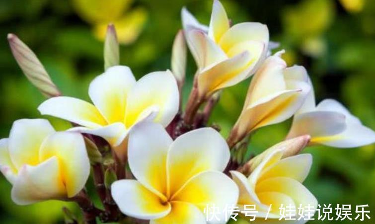 家里养这几款植物,比牡丹好看,比吊兰好养,你养了吗