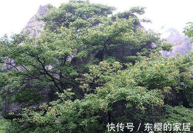邻居捡到野货树桩，种盆里价值不菲，羡慕啊!