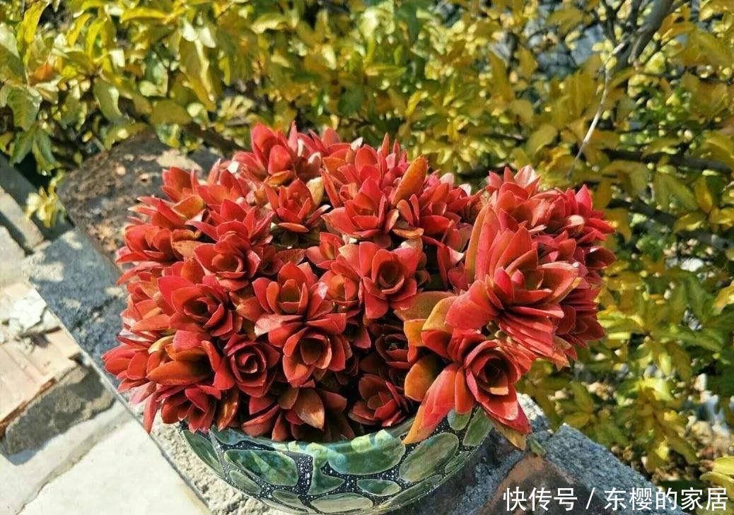 很好养活的3种“多肉”,养出群生养成老桩,真的很美