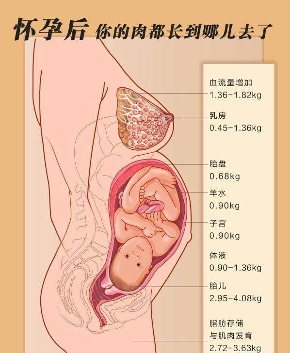 体重|孕妈还在为自己的体重烦恼，一张图告诉你孕期你的体重都涨在哪了