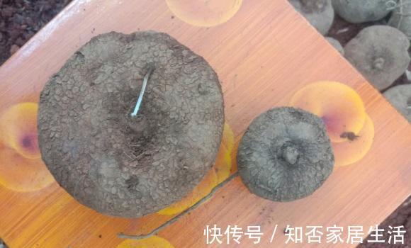 繁殖|南方的山乌龟遍地是,北方的山乌龟150一斤,当成多肉养很不错