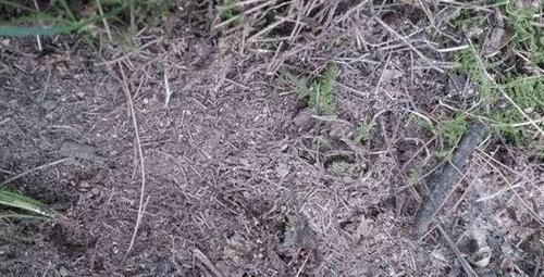 植物|想要酸性土养花该怎么弄兑点它们,喜酸植物不再黄叶掉花苞