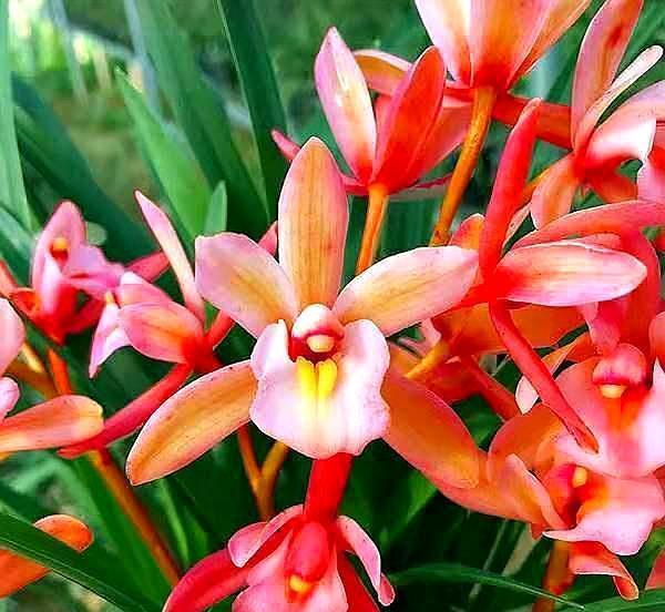 兰花,什么时候要晒太阳什么时候不能晒它是养好兰花的关键