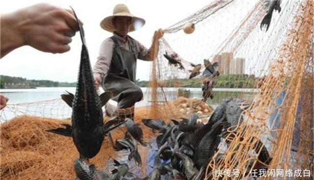 美食|中国“没辙”的泛滥物种,却成越南美食,当地人是你们不懂美味