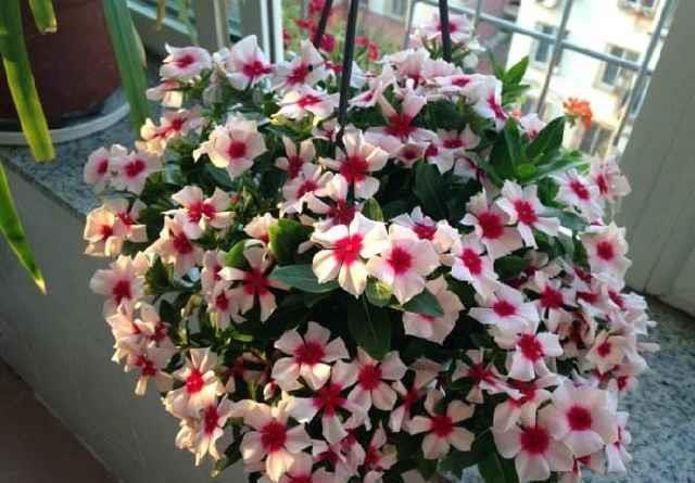 植物|最厉害的养花营养液给花喝一勺,不黄叶,不烂根,养啥旺啥