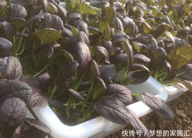 特别|阳台种菜就种它,一个月就能上桌,比小白菜更美味更美貌