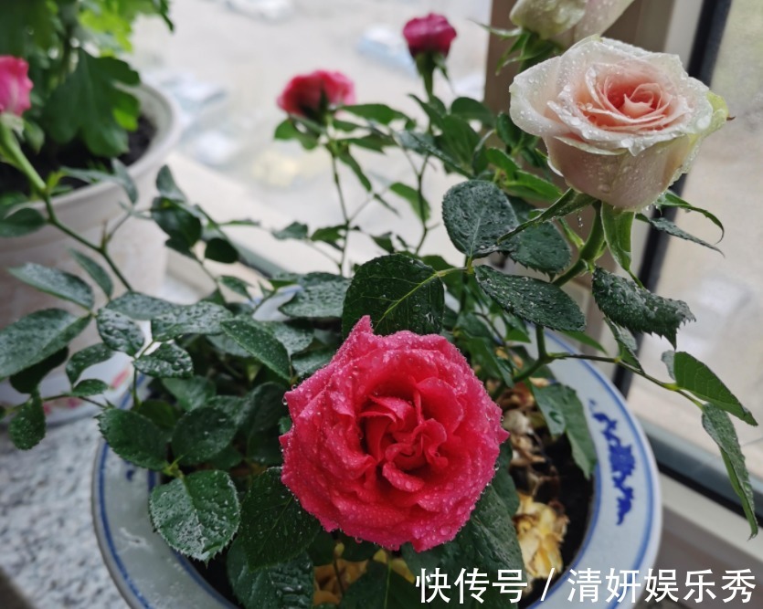 居家养花:自制高氮肥、磷钾肥,该准备哪些东西?