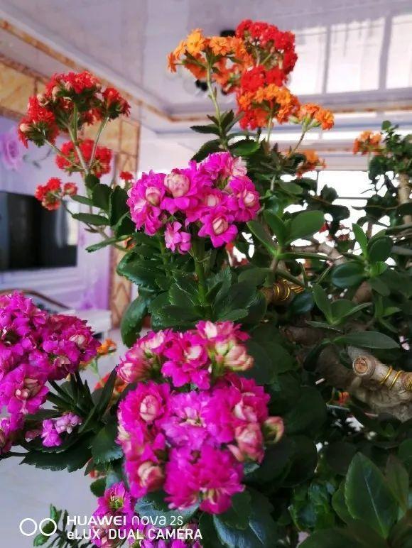 嫁接|嫁接达人,玉树嫁接长寿上,花友直呼内行!