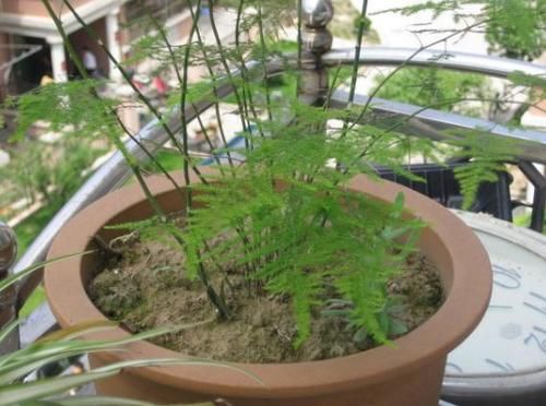 家庭养文竹，用对这3样东西，根叶越长越旺盛繁茂