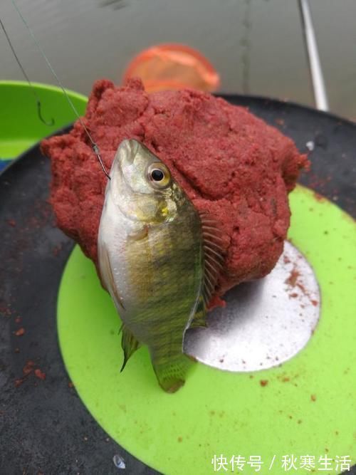 六陈水库开光新鱼护，崇尚不以爆护秀钓技