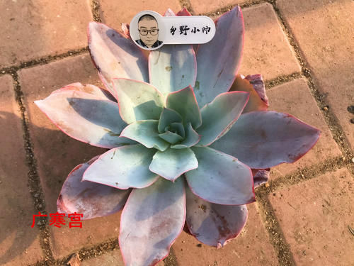 多肉上盆后，浇完水叶片还是干瘪怎么办？小帅教你一招搞定