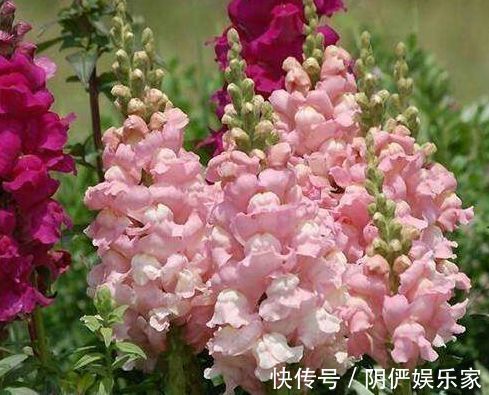 喜欢菊花,就养盆“菊中精品”岸千羽鹤,似仙鹤起舞,优雅妖娆