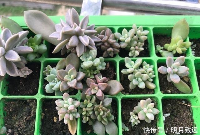 只要一片叶子就能插活的花,有3种,繁殖了一盆又一盆