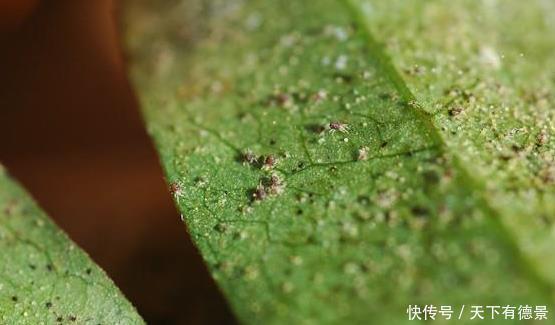 叶片|月季养不活?教你避开种死月季的五个陷阱,不走弯路做月季大神