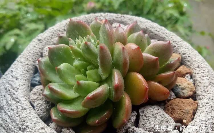 如莲似花,美好心情由你而始!