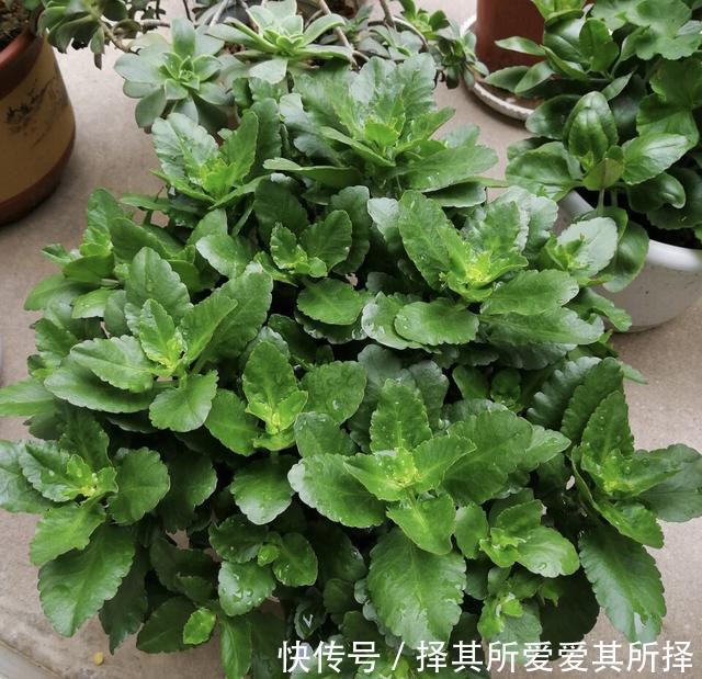 叶片|长寿花怕“三种水”,避开不烂根,猛窜芽花香浓,高温也开花不断