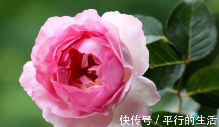 钟花|4种花养了就爆盆，好养易活开花漂亮，阳台一直都是“小花园”！