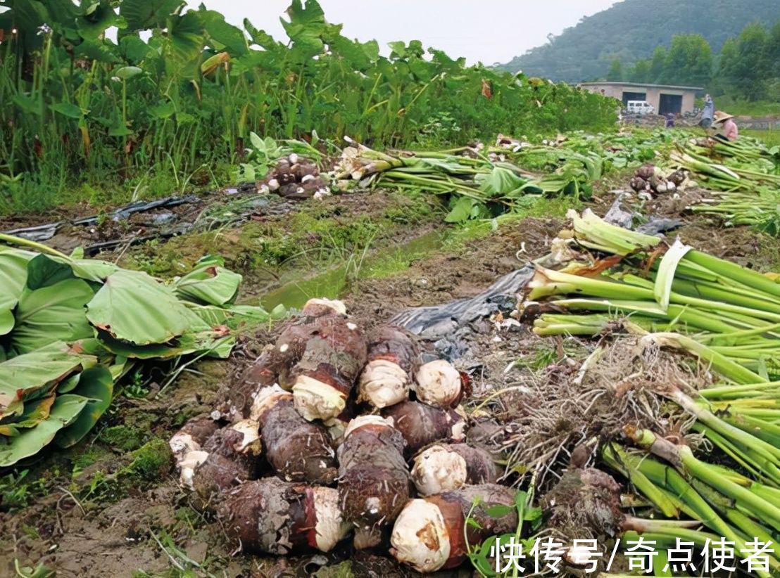 钩吻|植物界的“河豚”！多人因吃这种“芋头”中毒，农村里很常见