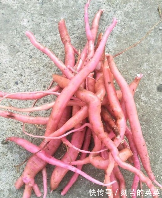 野生植物|农村一种野生植物,是很好的中草药,吃了力大如牛,现在很少见