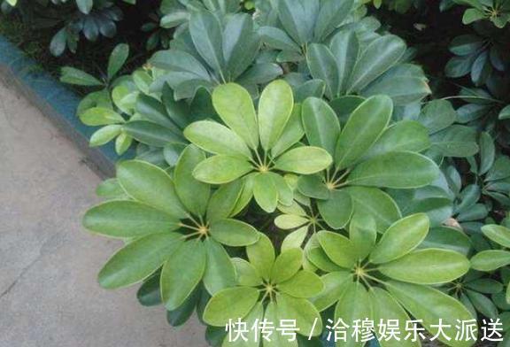 鹅掌|新手上花市挑花,别犹豫!盆栽这2款,生命力旺盛又能净化空气