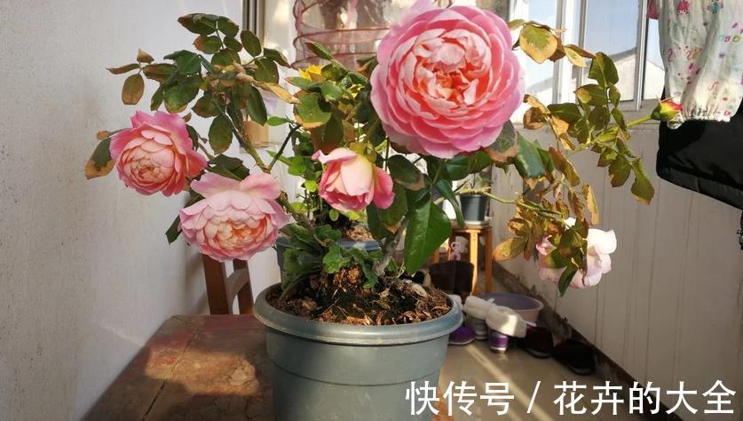 枝干|微型月季“香香公主”,花期长又皮实,花朵色多量大香味浓