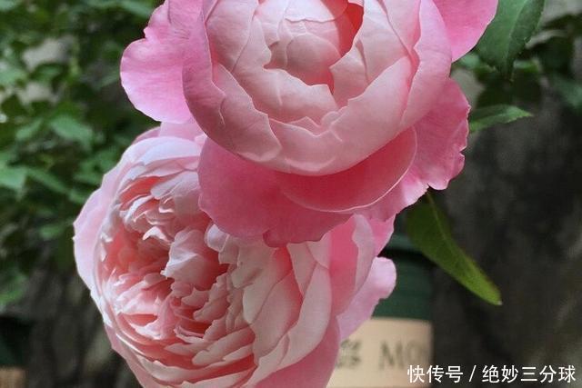 强烈推荐的这6款月季,颜值都巨高,喜欢月季的千万不要错过